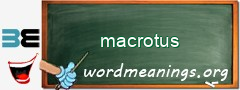 WordMeaning blackboard for macrotus